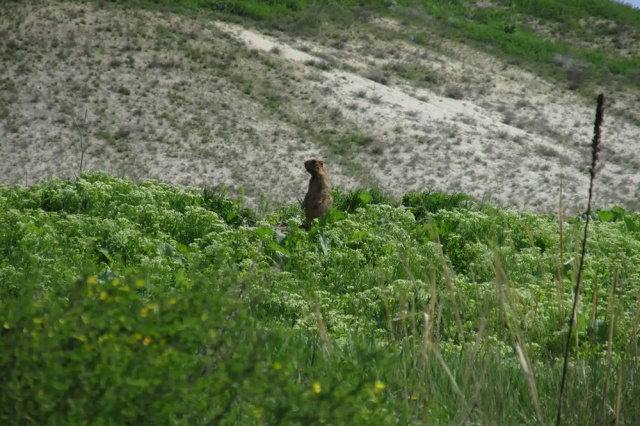 Байбак, степной сурок
